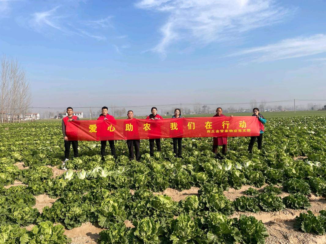 果蔬专业合作社收购滞销菜捐赠，带动就业促增收