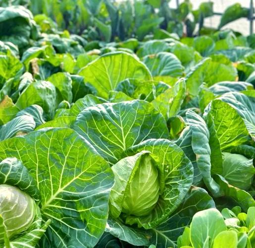 上海市抢种8万多亩蔬菜，绿叶菜居多，当地蔬菜行业前景如何？